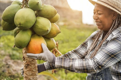 artisan_femme_agriculture_fruit